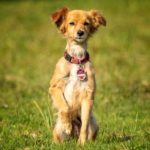 Hunde