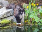 Katzen